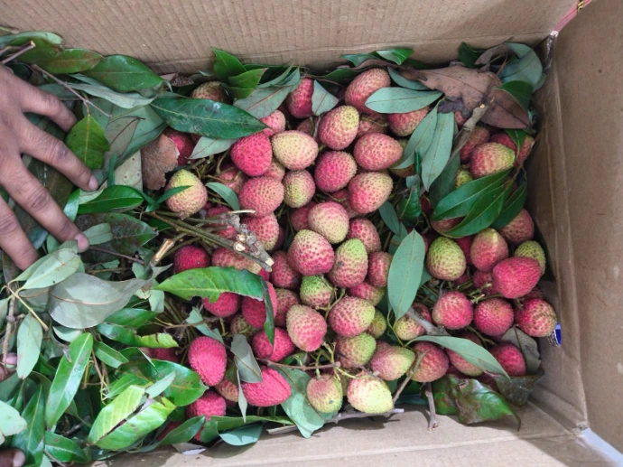Litchi